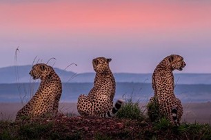 Masai Mara Game Reserve | Safari Tour Guide