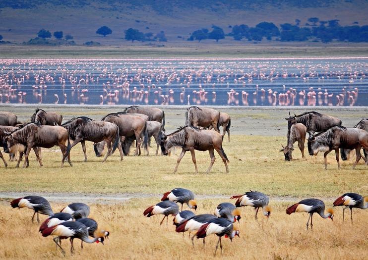 Ngorongoro Conservation Area | Lake Manyara National Park | Safari Tour Guide