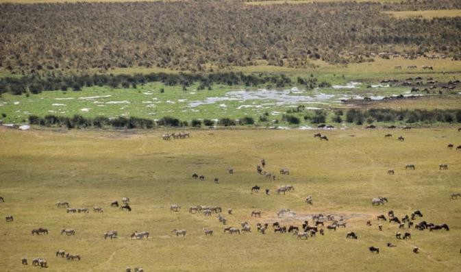 Serengeti National Park | Ngorongoro Crater | Safari Tour Guide