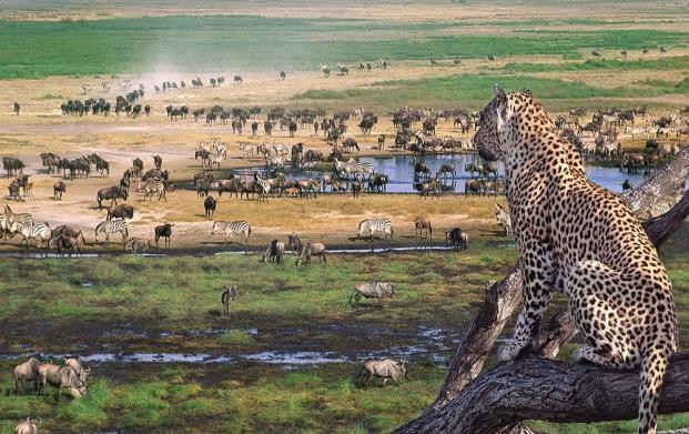 Serengeti National Park | Ngorongoro Crater | Safari Tour Guide