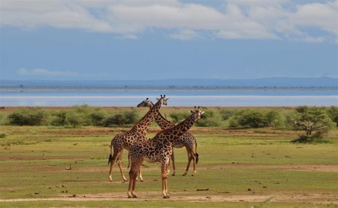 Tarangire National Park | Lake Manyara National Park | Safari Tour Guide