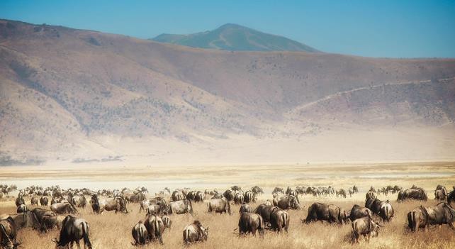 Serengeti National Park | Ngorongoro Conservation Area | Safari Tour Guide