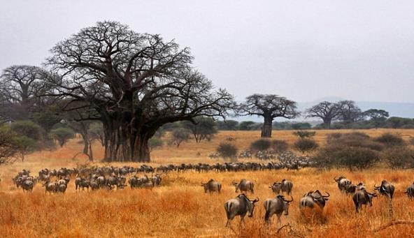 Arusha | Tarangire National Park Guided Safari Dinner