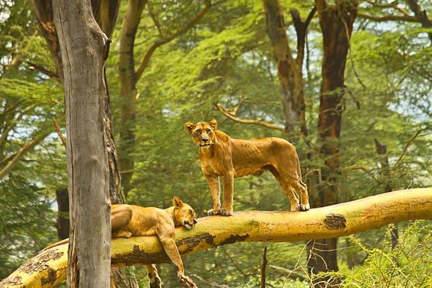 Masai Mara Game Reserve | Lake Nakuru National park | Classic Guided Tours