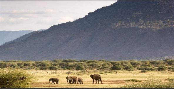 Manyara National Park | Safari Tour Guide