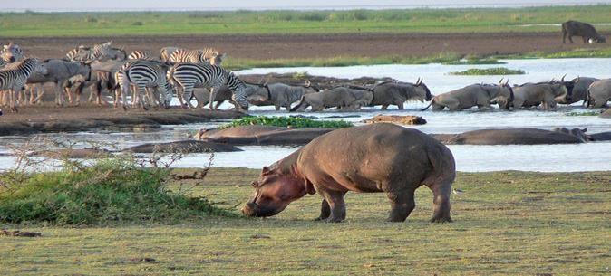 Manyara National Park | Safari Tour Guide