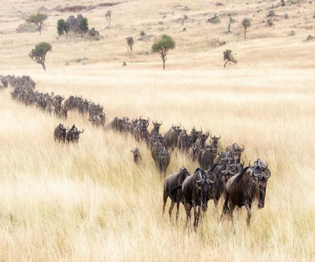 Serengeti National Park - North Area | Safari Tour Guide