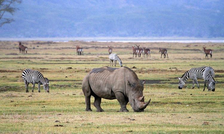 Lake Manyara National Park | Ngorongoro Conservation area | Safari Tour Guide