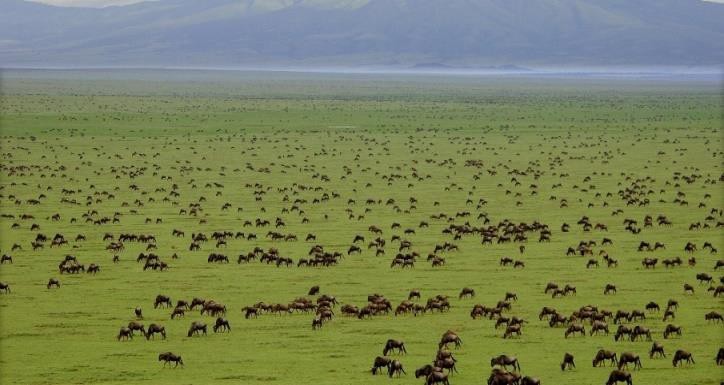 Serengeti National Park - Central Area | Safari Tour Guide