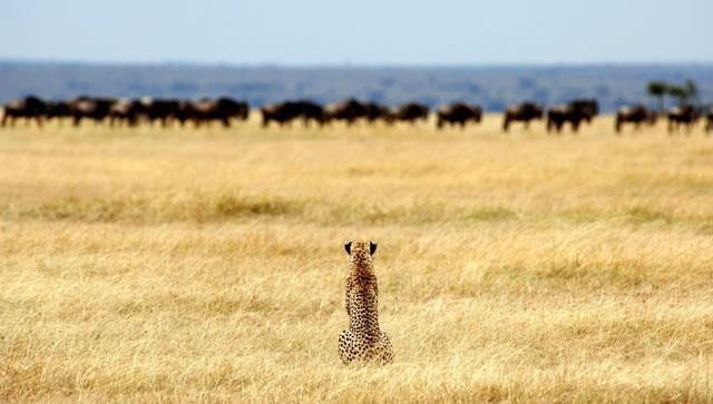 Serengeti National Park - Central Area | Safari Tour Guide