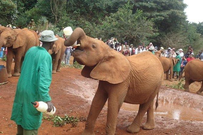 Carnivore Restaurant Safari Tour Guide for Dinner