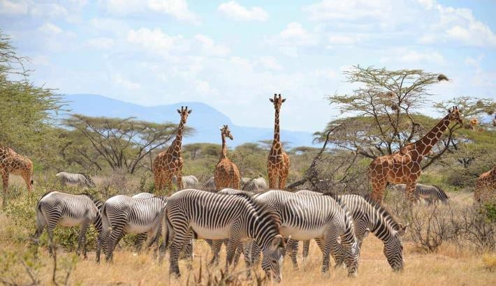 Samburu National Reserve Safari Tour Guide