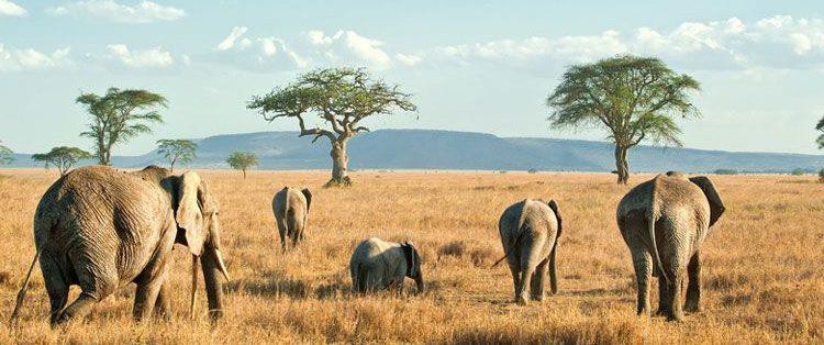 Serengeti National Park Safari Tour Guide